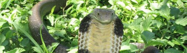 毒蛇为什么守护人参？