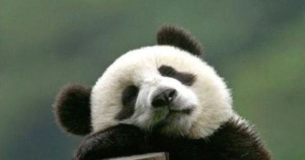 熊猫为什么叫熊猫？