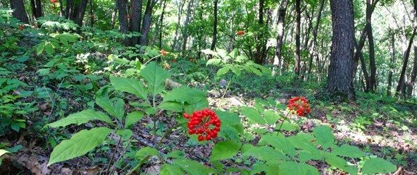 毒蛇为什么守护人参？