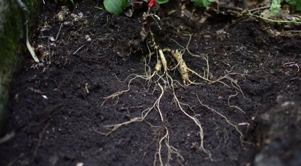 毒蛇为什么守护人参？