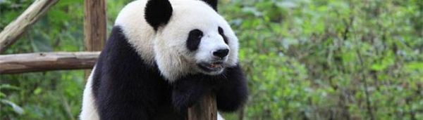 熊猫为什么叫熊猫？