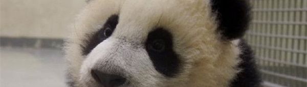 大熊猫为什么叫食铁兽？