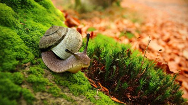 为什么蜗牛爬过的地方会留下痕迹？