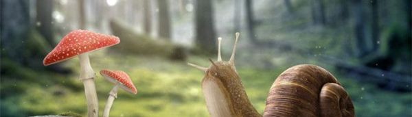 为什么蜗牛爬得慢？