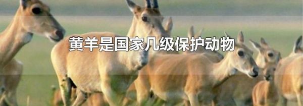 黄羊是国家几级保护动物
