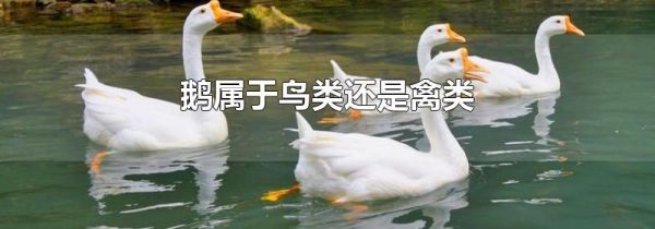鹅属于鸟类还是禽类