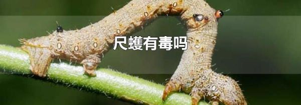 尺蠖有毒吗