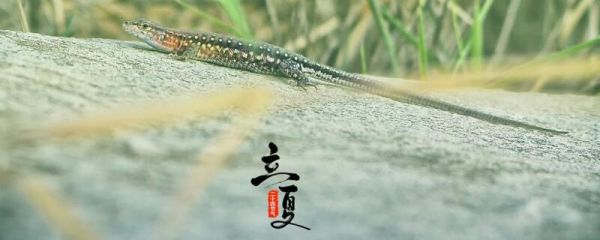 立夏是不是夏天 立夏就是夏天了吗