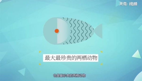 娃娃鱼是什么动物类型 娃娃鱼属于动物类型