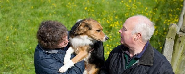 边境牧羊犬优缺点 边境牧羊犬有什么优点和缺点