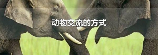 动物交流的方式