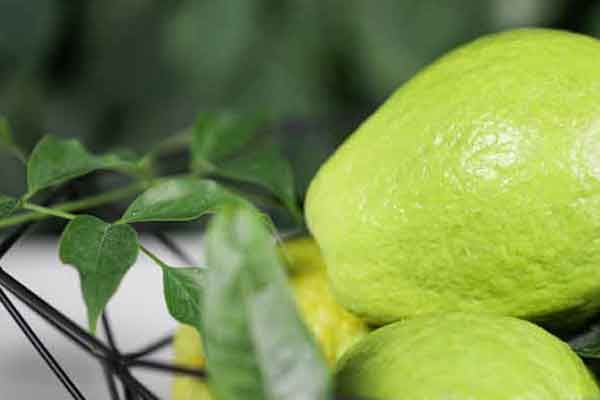 番石榴叶的功效与作用 番石榴叶禁忌人群