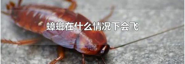 蟑螂在什么情况下会飞