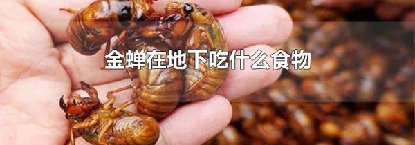 金蝉在地下吃什么食物