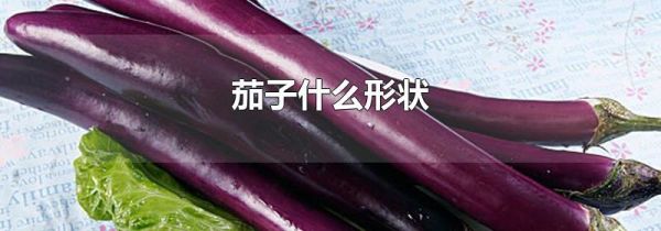 茄子什么形状