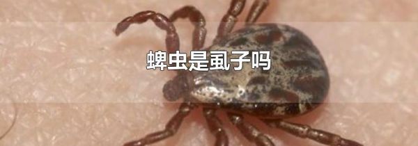 蜱虫是虱子吗