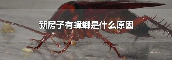 新房子有蟑螂是什么原因