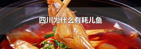 四川为什么有耗儿鱼
