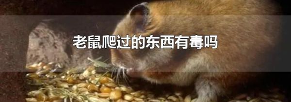 老鼠爬过的东西有毒吗