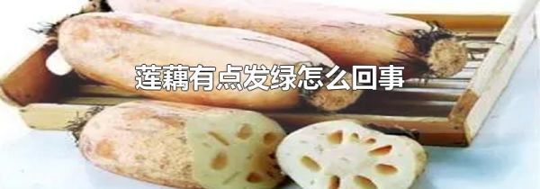 莲藕有点发绿怎么回事