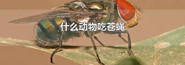 什么动物吃苍蝇
