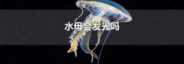 水母会发光吗