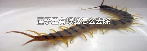 屋子里有蜈蚣怎么去除
