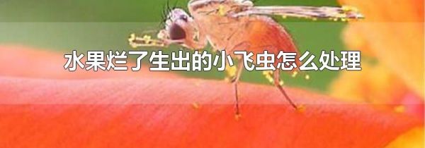 水果烂了生出的小飞虫怎么处理