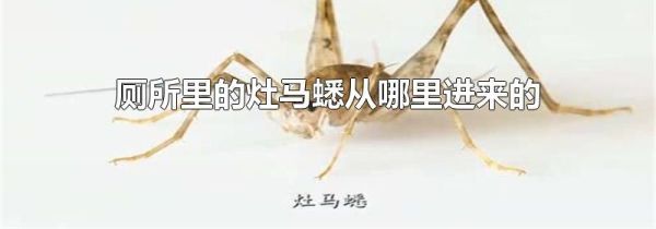 厕所里的灶马蟋从哪里进来的
