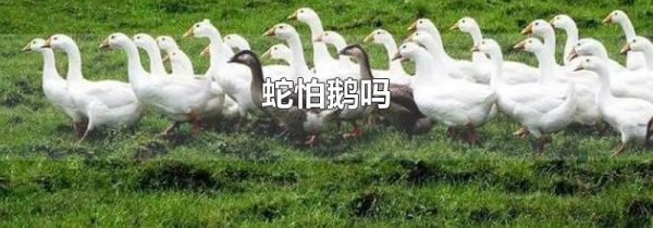 蛇怕鹅吗