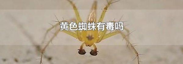 黄色蜘蛛有毒吗