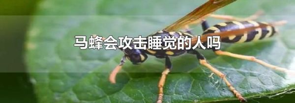 马蜂会攻击睡觉的人吗