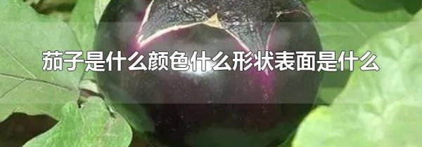 茄子是什么颜色什么形状表面是什么