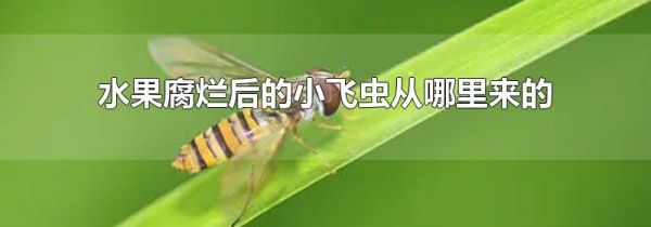 水果腐烂后的小飞虫从哪里来的