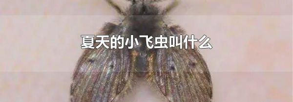 夏天的小飞虫叫什么