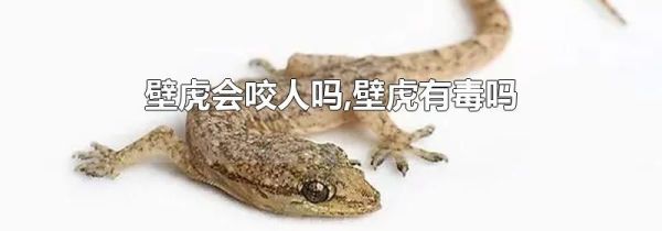 壁虎会咬人吗,壁虎有毒吗
