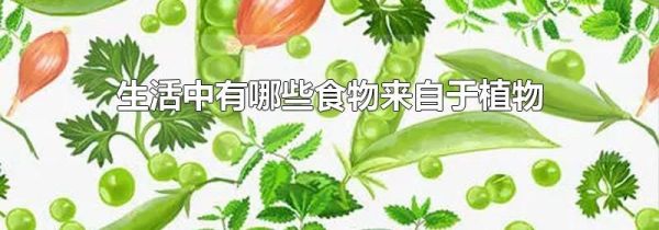 生活中有哪些食物来自于植物