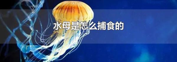 水母是怎么捕食的