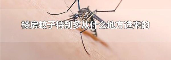 楼房蚊子特别多从什么地方进来的