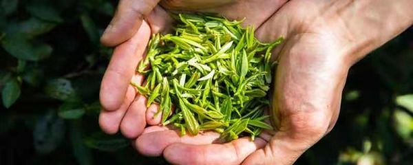 茶品牌排行榜 茶品牌的排行榜是