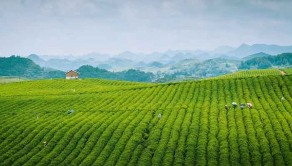 茶品牌排行榜 茶品牌的排行榜是