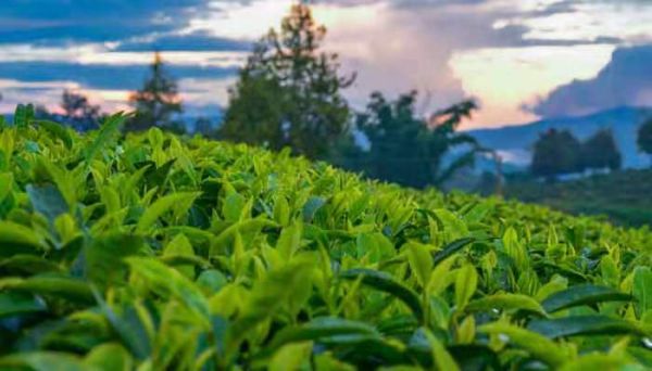 茶品牌排行榜 茶品牌的排行榜是