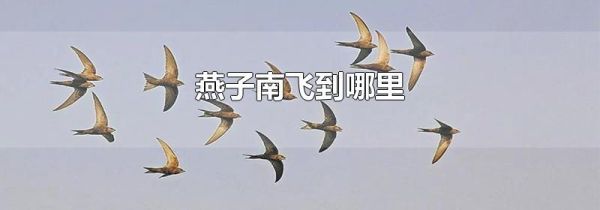燕子南飞到哪里