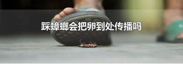 踩蟑螂会把卵到处传播吗