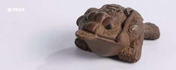 蟾蜍有毒吗 黄色蟾蜍有毒吗
