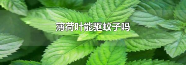 薄荷叶能驱蚊子吗