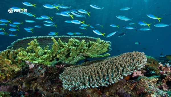 海洋动物活动的特点 海洋动物活动的特点是什么