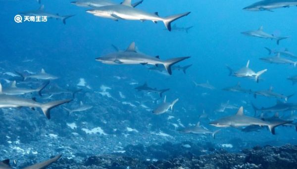 海洋动物活动的特点 海洋动物活动的特点是什么