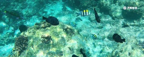 海洋动物活动的特点 海洋动物活动的特点是什么