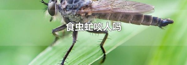 食虫虻咬人吗
